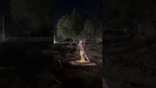  ️‍🩹 El árbol que sobrevivió a la #DANA en el barranco del Poyo ilumina la Navidad de #Paiporta