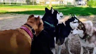 Nasty Huskies At Dog Park Made Me Want To Throw Up (Warning It Gets Gross)