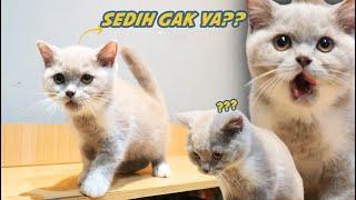 REAKSI ANAK KUCING BRITISH INI DI TINGGAL SAUDARANYA