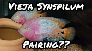 Vieja Synspilum Pair Forming??