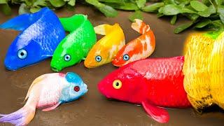 Two Blue Sharks, Can They Survive With Dinosaurs, Koi Fish STOP MOTION COOKING in real life Coco