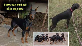 top quality European Doberman puppies for sale in telugu/9177179729, 8008759369 /aj pets