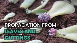 PROPAGATION TIPS |  PROPAGATE SUCCULENTS FROM LEAVES AND CUTTINGS | SUCCULENT PROPAGATION