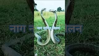 नाग नागिन का जोड़ा मिला देखने पहुंची हज़ारों की भीड़. #shorts  #snake  #viralvideo#shortsfeed