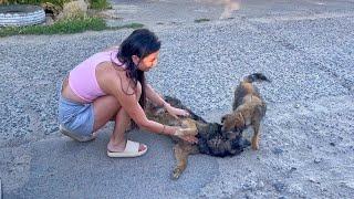 I Met These Lovely Stray Dogs and Guess what Happened Next