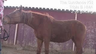 Wild Mustang with a Tarp and Love