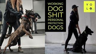 PERSONAL PROTECTION DOGS | WORKING DOG SHIT INTERVIEW | ERIN OF PRIMAL CANINE