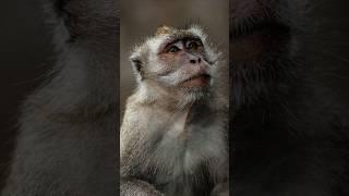 Photographing Monkeys in Kuala Lumpur 