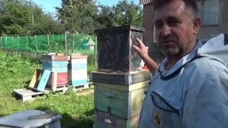 Хотите завести пчел, но нет денег..... Часть №3 "Снятие роев"