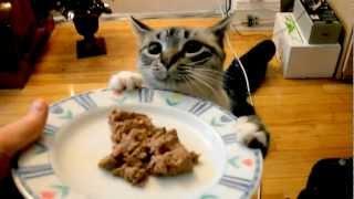 Hungry cat / Cette chatte veut sa cacanne!