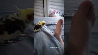 Determined Cockatiel Fights His Arch Enemy | Beak of Fury vs. Toes | Tiel Named Loubert