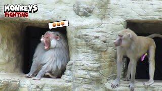 Monkeys Having an Intense Exchange