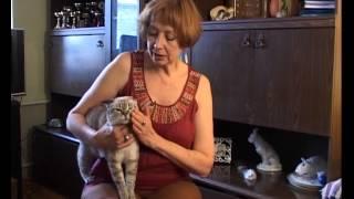Телевизионная программа о тайских кошках