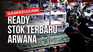 READY STOK TERBARU ARWANA BAHAN ENAK NIH !!! UPDATE HARGA IKAN ARWANA DI JATINEGARA TERBARU