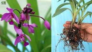 Spathoglottis plicata or ground orchid propagation and care