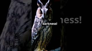 Meet the Owl  Night's Silent Hunter!  | Knowledge-Facts | English Facts #english #factsoffreefire