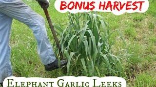 How to use elephant garlic as spring leeks