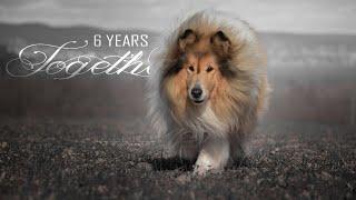 Tricks & Frisbee by Rough Collie Thunder || 6 Years Together