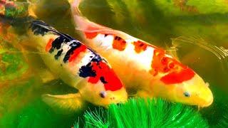 Breeding koi fish at home. How to breed koi fish