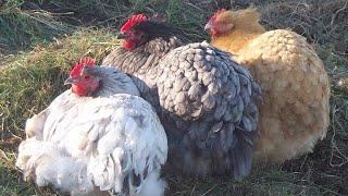 The Best Chicken Breeds For Beginners