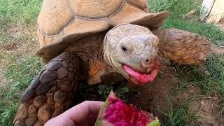 Big Ike Starting His Morning With a Cactus Pear + More Babies Hatching!