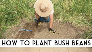 Planting Beans in the Victory Garden