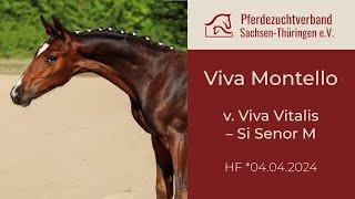 "Görlitzer Glanzstücke" - 06 HF Viva Montello v  Viva Vitalis – Si Senor M 1