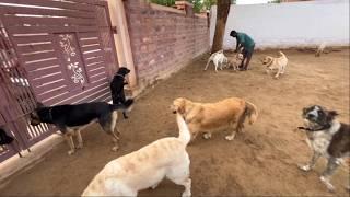 Dog Hostel || Best Dog Training Centre Jodhpur Rajasthan || Prakash Khatri Dog Trainer 🫡