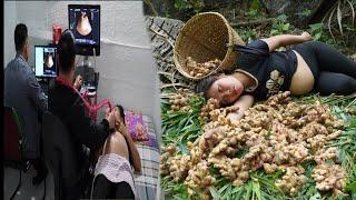 Harvesting ginger for sale - ultrasound examination of pregnancy | Daily life of mother and son