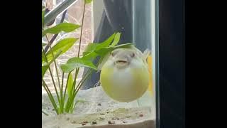 Fahaka puffer fish puffed up