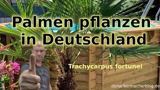 Palmen in Deutschland pflanzen (Trachycarpus furtunei, chinesische Hanfpalme, Anleitung, winterhart)