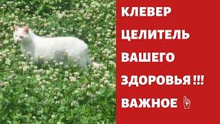 Клевер ! Целитель вашего здоровья ! Почки , отёки , сосуды , кровь , сердце , артрозы ...