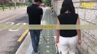 [SOON ]강아지 분리불안 , 산책시 짖음이 많은 강아지 교육하기