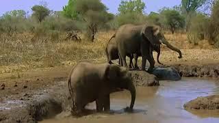 Pure Nature Specials Africa's Rivers of Giants   BBC documentary 2014