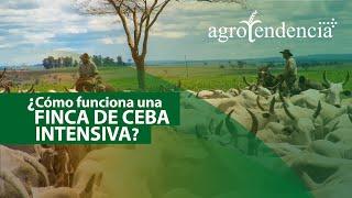 Finca ganadera productora de carne | CEBA INTENSIVA