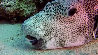 Pufferfish (Arothron stellatus)