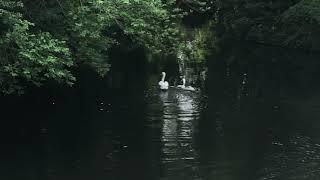 swan in bruges