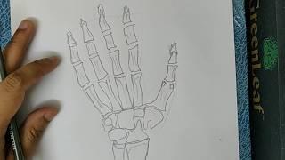 How to draw bones in hand roughly