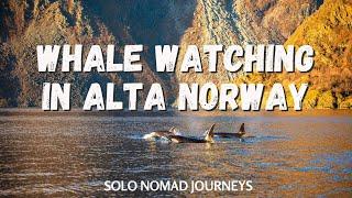 When and How to go Whale Watching in Alta Norway + Practical Tips