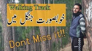 Old Jungle Of Batrasi  Beautiful walking track || Batrasi Mansehra