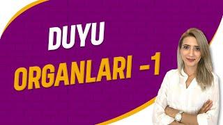 Duyu Organları -1 | Seda Hoca Biyoloji ( 5. Ders ) #sedahocabiyoloji #ayt2023