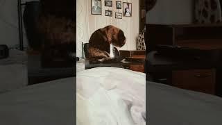 это наша соня #видео #кошка #соня