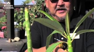 How to Root a Plumeria Cutting with Steve Goto