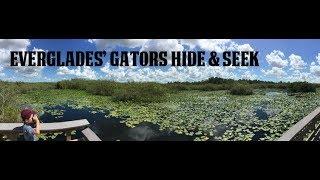 Everglades' Gators Hide & Seek - Can you find me? ALLIGATORS, GATORS