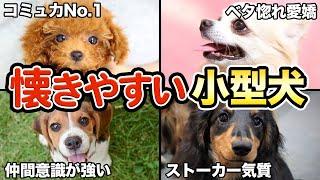 【ベタ惚れ】飼い主が大好き！懐きやすい小型犬5選！