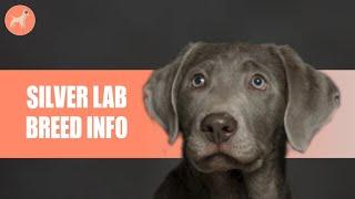 Silver Lab Dog Breed Guide | Dogs 101 - Everything About This Stunning Retriever