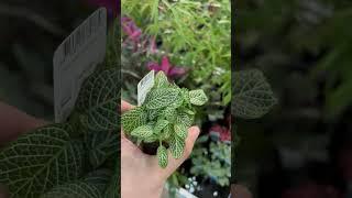 Fittonia White - Aquariumplantenshop