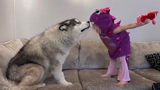 Adorable Husky Protects Kids From A TikTok Lobster! (Cutest Ever!!)