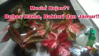 Perawatan Aglaonema saat Musim Hujan untuk mencegah Bakteri dan Jamur #garden #aglonema #aglaonema