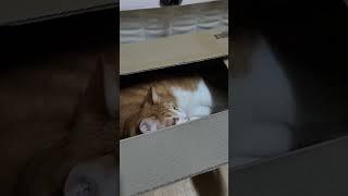 고양이 쵸콩 쿠팡 상자를 감시하는 이유? Why are you monitoring the cat Chokong Coupang box?